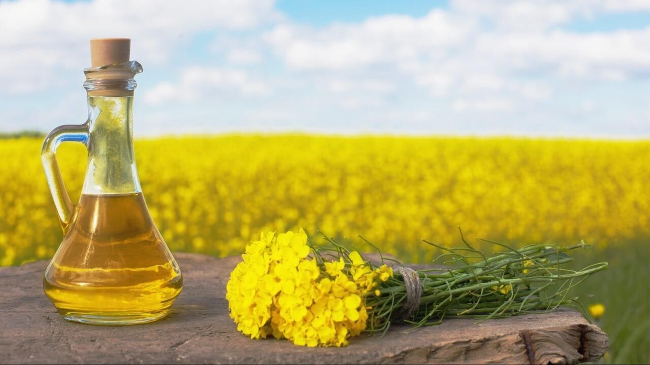 Refined rapeseed oil (canola) in bottle, light yellow, food grade — export from Russia, FOB Novorossiysk