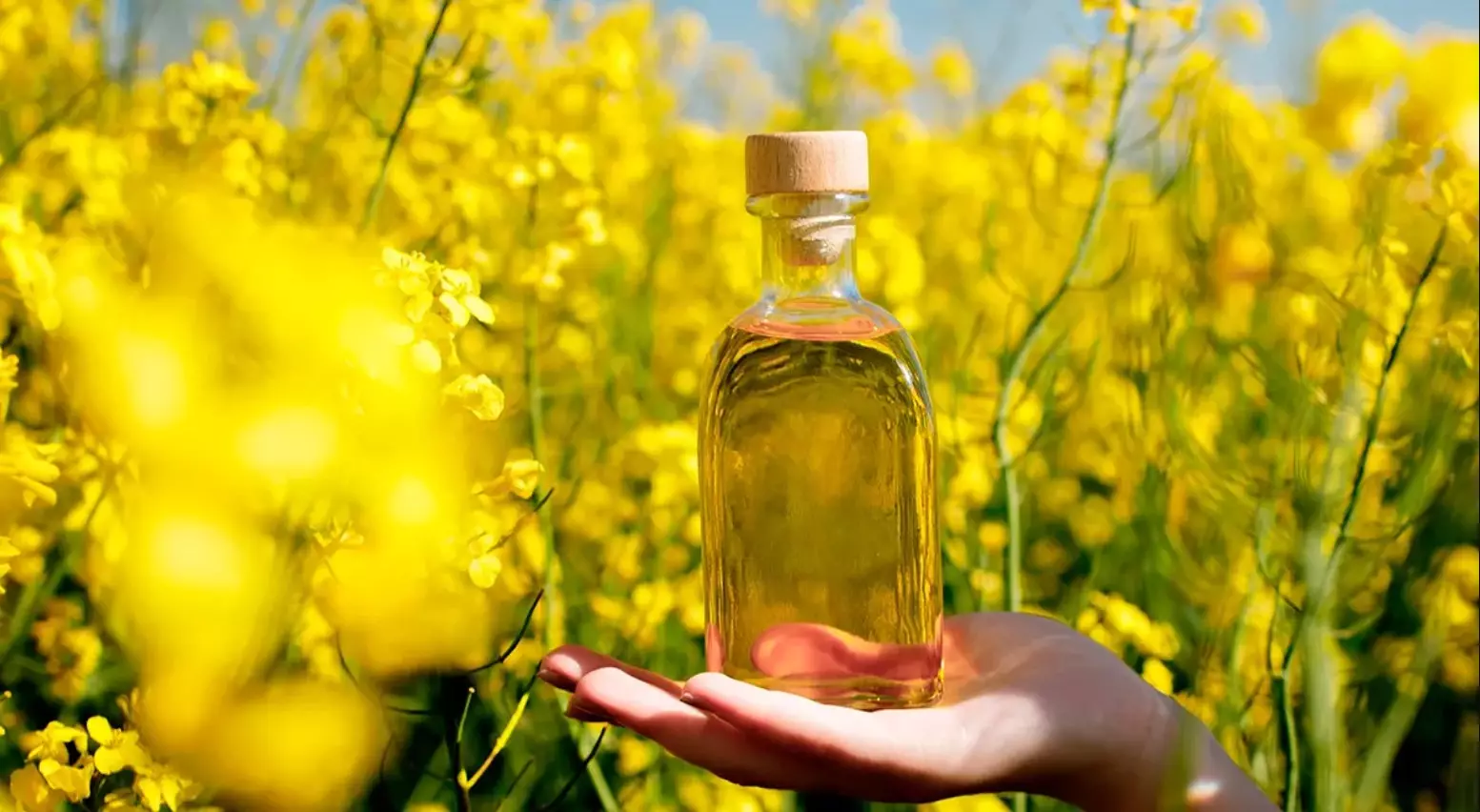 Rapeseed oil bulk shipment — flexitank or drums, Russia origin